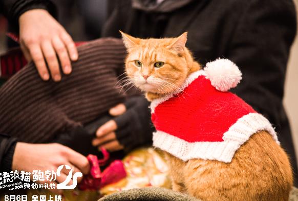 《流浪猫鲍勃2:鲍勃的礼物》定档8月6日 鲍勃猫延续最后的温暖